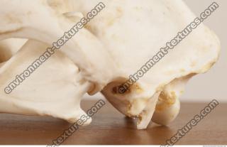 photo reference of skull 0069